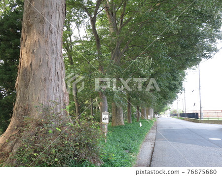 野田市上花輪歷史博物館附近的櫸樹排 野田市上花輪歷史博物館附近的櫸樹排 76875680