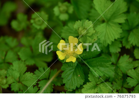 Hevy草莓花 76875793