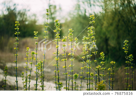 Young Spring Green Leaf Leaves Growing In Branches Of Forest Bush Plant Tree. Young Leaf In Sunlight On Boke Bokeh Natural Blur. 76875816