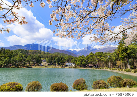Senninzuka Park: Cherry blossoms in full bloom and Mitsuba azaleas 76876009