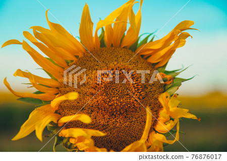 A beautiful, large, blossomed sunflower. Yellow sunflower petals. A natural background associated with the summer. A beautiful, large, blossomed sunflower. Yellow sunflower petals. A natural background associated with the summer. 76876017