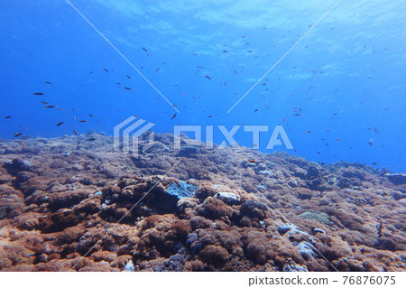 Coral Reef Diving Shilang Green Island Taitung 76876075