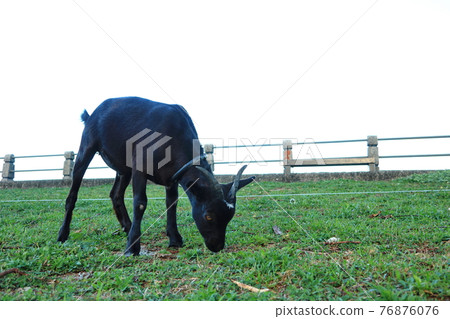 goat animal green island taitung goat animal green island taitung 76876076