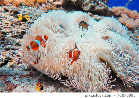 小丑魚 眼斑雙鋸魚 尼莫 綠島 台東 76876093