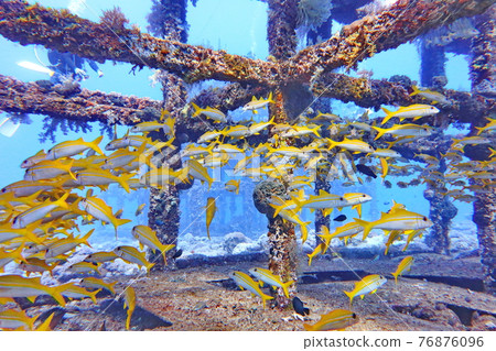 Golden-banded sheepfish Steel Reef Green Island Taitung Golden-banded sheepfish Steel Reef Green Island Taitung 76876096