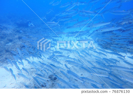 梭魚 後壁湖 出水口 墾丁 屏東 台灣 76876130