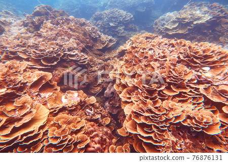 玫瑰珊瑚 後壁湖 出水口 墾丁 屏東 台灣 76876131