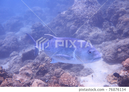 牛港鰺 墾丁 屏東 台灣 牛港鰺 墾丁 屏東 台灣 76876134