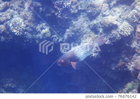 鸚哥魚 墾丁 屏東 台灣 鸚哥魚 墾丁 屏東 台灣 76876142