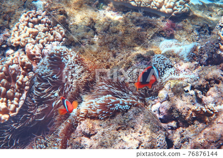 白條雙鋸魚 小丑魚 墾丁 屏東 白條雙鋸魚 小丑魚 墾丁 屏東 76876144