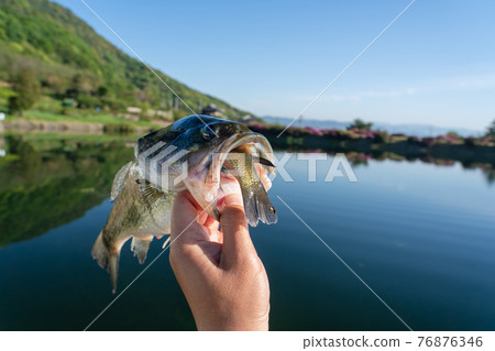 Black bass that swallows bluegill 76876346