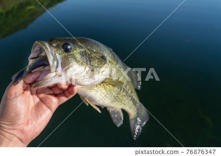 吞下藍鰓魚的黑鱸 76876347