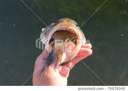 Black bass that swallows bluegill Black bass that swallows bluegill 76876348
