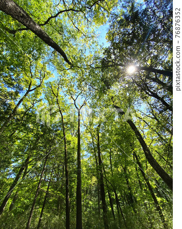Green road in Musashi Ranzan Valley 76876352