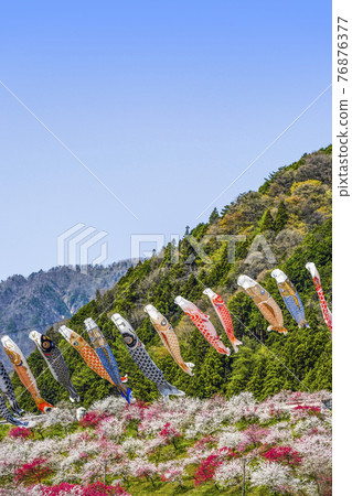 Minami Shinshu Carp streamer swimming in Hanamomo no Sato 76876377