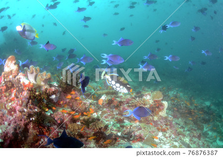 Maldives Redtoothed Trigger Flock 1 Maldives Redtoothed Trigger Flock 1 76876387