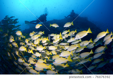 Maldives Bluestripe Snapper Flock. 1 Maldives Bluestripe Snapper Flock. 1 76876392