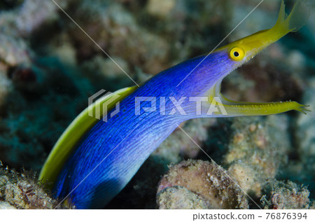 絲帶鰻魚沖繩本島.1 76876394