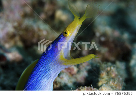 絲帶鰻魚沖繩本島.2 76876395
