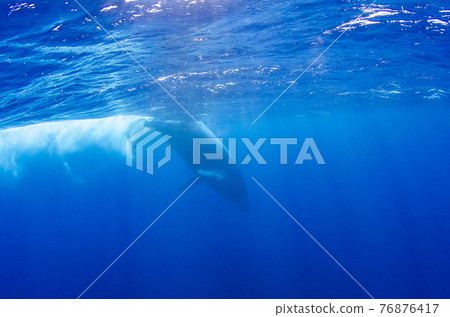 Humpback whale water surface photo Okinawa.4 Humpback whale water surface photo Okinawa.4 76876417