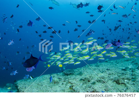 Maldives Redtoothed triggerfish and Caesio teres flock. 1 76876457
