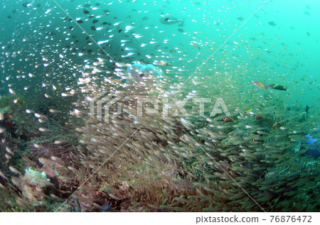 Maldives Kinmokudoki and school of fish. 3 76876472