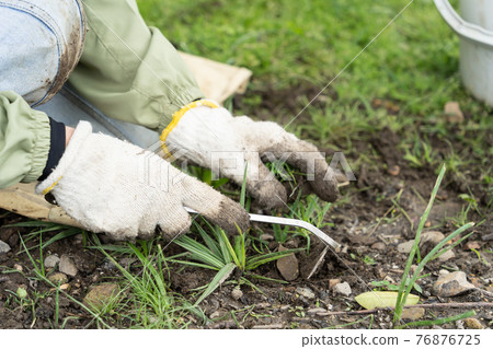 Weeding the garden 76876725