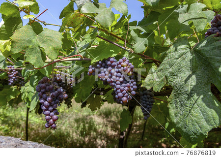 Wine production - grapes on the vine 76876819