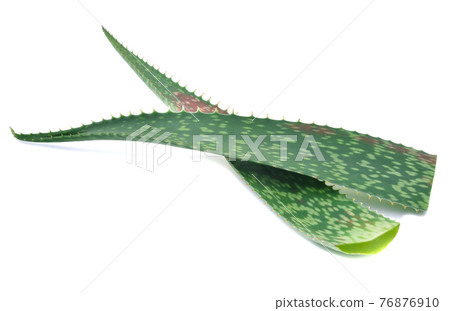 Aloe vera leaves isolated on white background 76876910