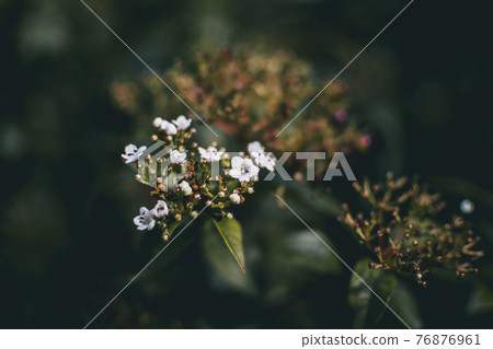 Inflorescence of unopened flowers 76876961