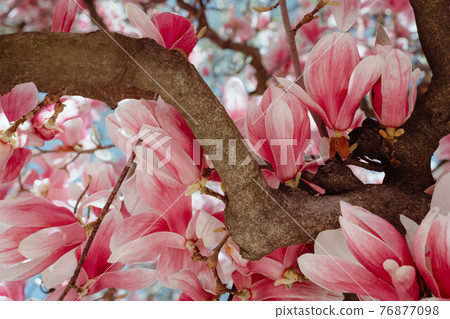 Beautiful Blooming Pink Magnolia Tree Close Up 76877098