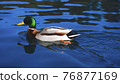 Bird mallard swimming over the surface of the lake. 76877169