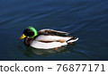 Wild duck relaxing over the surface of the lake Bled 76877171