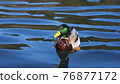Close-up portrait of mallard gliding over the surface of the lake. 76877172
