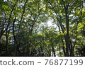 A refreshing forest landscape with beautiful sunlight through the trees 76877199