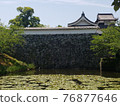 Japanese castle. Moat, aquatic plants and waterfowl. Fukuoka Castle in the balmy climate of early summer. 76877646