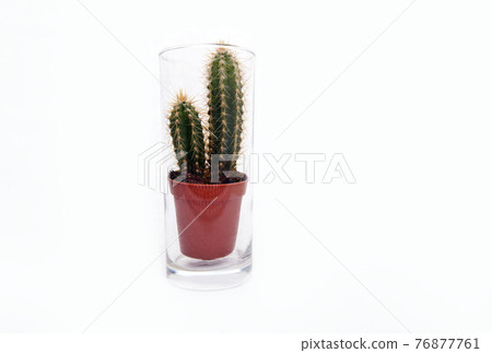 Cactus houseplant sitting in empty glass of water 76877761