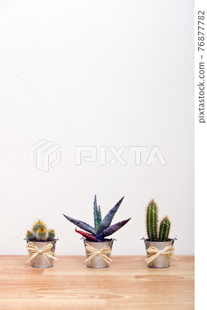 A variety of Cacti in pots A variety of Cacti in pots 76877782