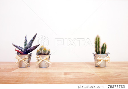 A variety of Cacti in pots A variety of Cacti in pots 76877783