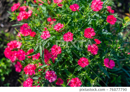 紅石竹花壇 76877790
