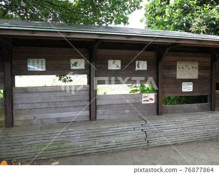 葛西臨海公園觀鳥中心岩岸上池（淡水池）側觀景窗 76877864