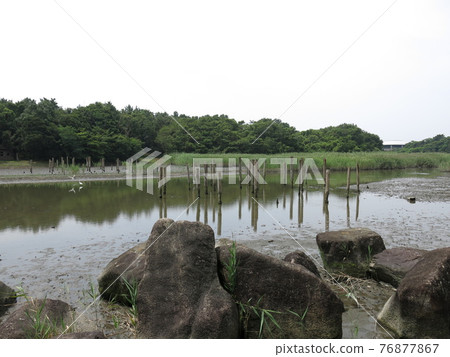 從葛西臨海公園鳥類園的觀察窗看到的下池（蒸汽池） 76877867