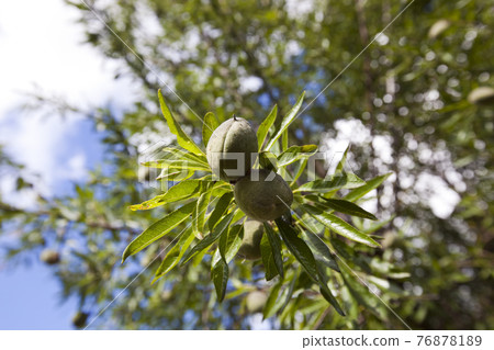 Close-up of almonds on almond tree, Spain Close-up of almonds on almond tree, Spain 76878189