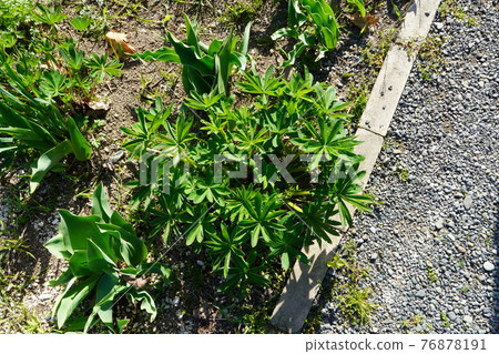 生長在花園裡的羽扇豆 生長在花園裡的羽扇豆 76878191
