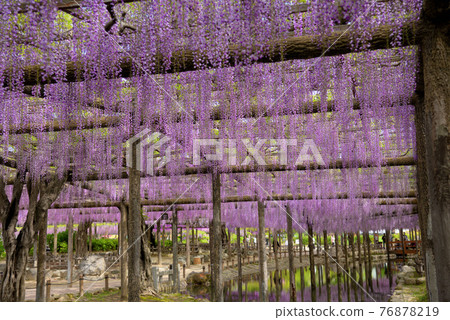 尾張對馬富士節 76878219