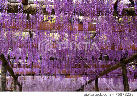 尾張對馬富士節 76878222