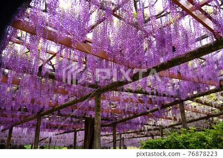 尾張對馬富士節 76878223