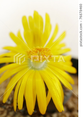 Lithops flower succulent plant Mesen yellow macro 76878460