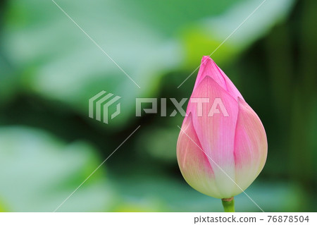 蓮花,一朵花,蓮花芽 蓮花,一朵花,蓮花芽 76878504