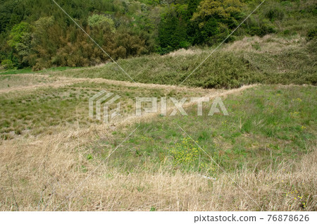 Rough rice field 76878626